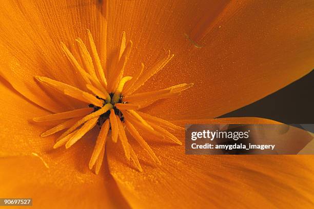 abstract orange flower extreme close up - california poppies stock pictures, royalty-free photos & images