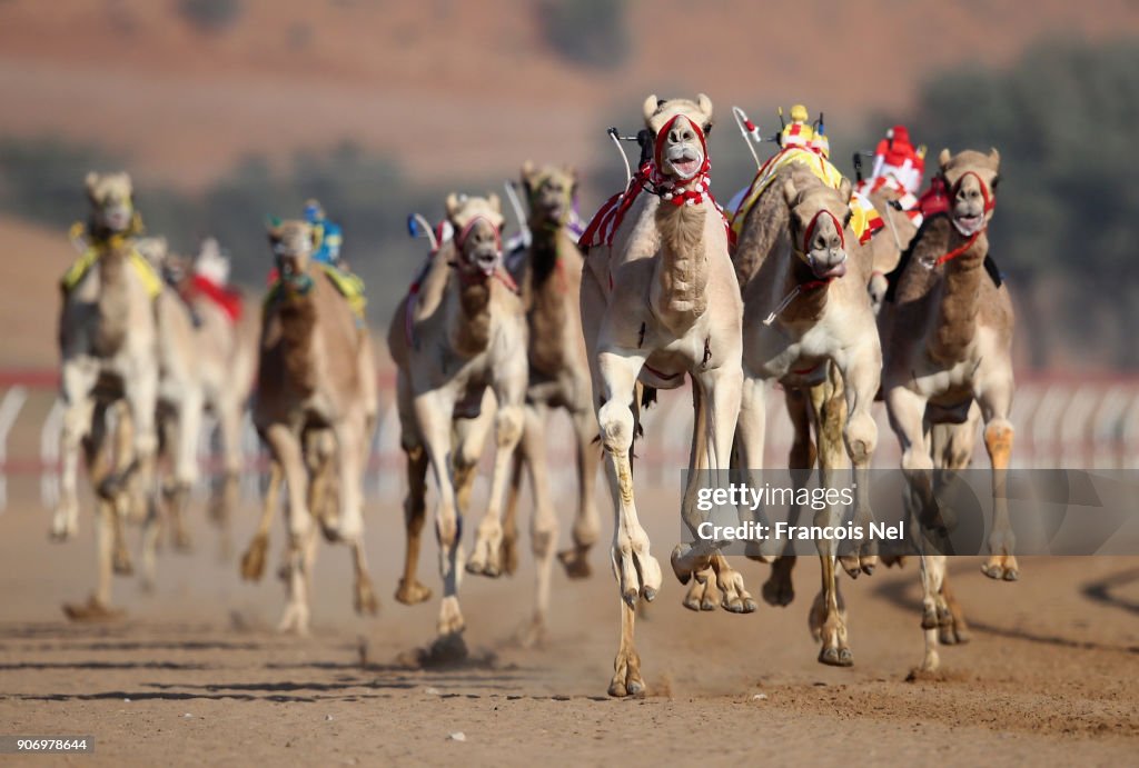 Camel Racing Service Robotic jockeys control camels during a race at Al Sawan Race Track ...
