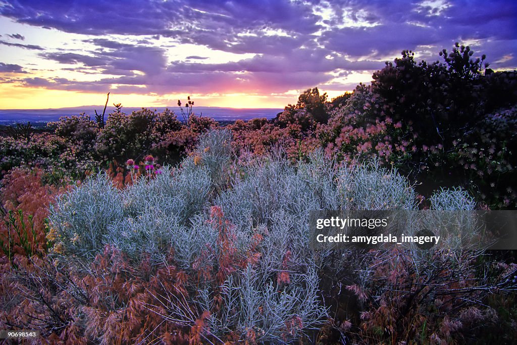 Artemísia pôr do sol paisagem de céu do deserto