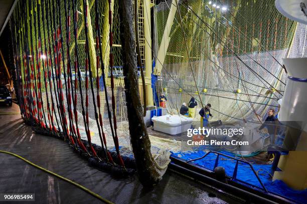 Fishermen repair pulse fishing nets in the port of Scheveningen on January 19, 2018 in The Hague, Netherlands. A large majority of members of the...