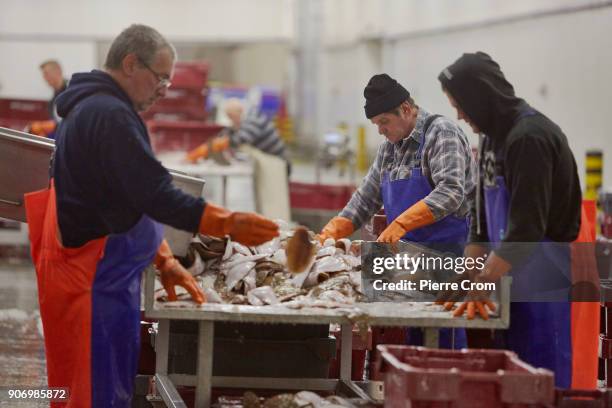 Workers sort fish in the port of Scheveningen on January 19, 2018 in The Hague, Netherlands. A large majority of members of the European Parliament...
