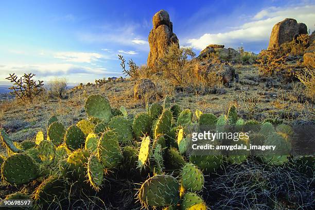 desierto de cactus y formación de roca paisaje de la puesta del sol - albuquerque fotografías e imágenes de stock
