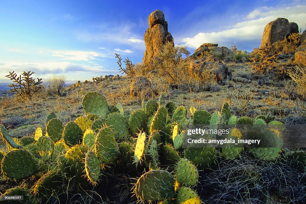 Desert with cactus and rock formation landscape sunset