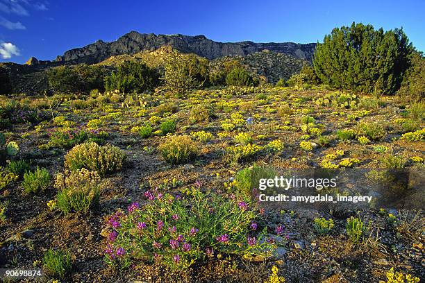 flores silvestres paisagem de montanha ao pôr-do-sol - pico sandia - fotografias e filmes do acervo