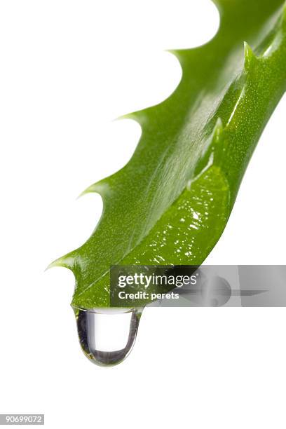 aloe leaf - aloe slices stock pictures, royalty-free photos & images