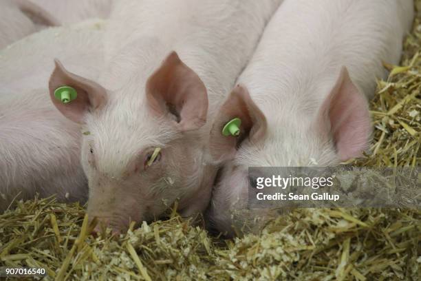 Piglets lie in a pen at the 2018 International Green Week agricultural trade fair on January 19, 2018 in Berlin, Germany. German authorities are...
