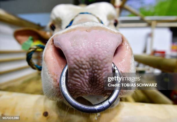 Cow with a ring throiugh her noses is pictured during the opening day of the International Green Week agricultural fair in Berlin on January 19,...