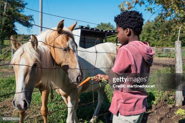 african-american boy feeding horses behind a fence. - behind the green horse stock pictures, royalty-free photos & images