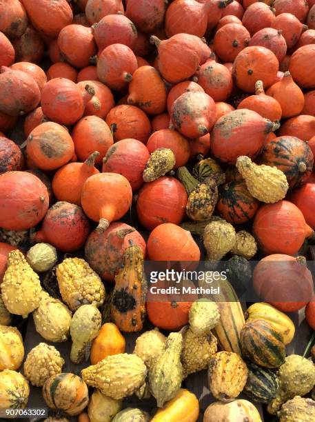 food knolling - pumpkin harvest 個照片及圖片檔