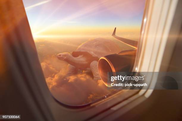 wüste schildkröte außerhalb flugzeugfenster - flugzeugflügel stock-fotos und bilder