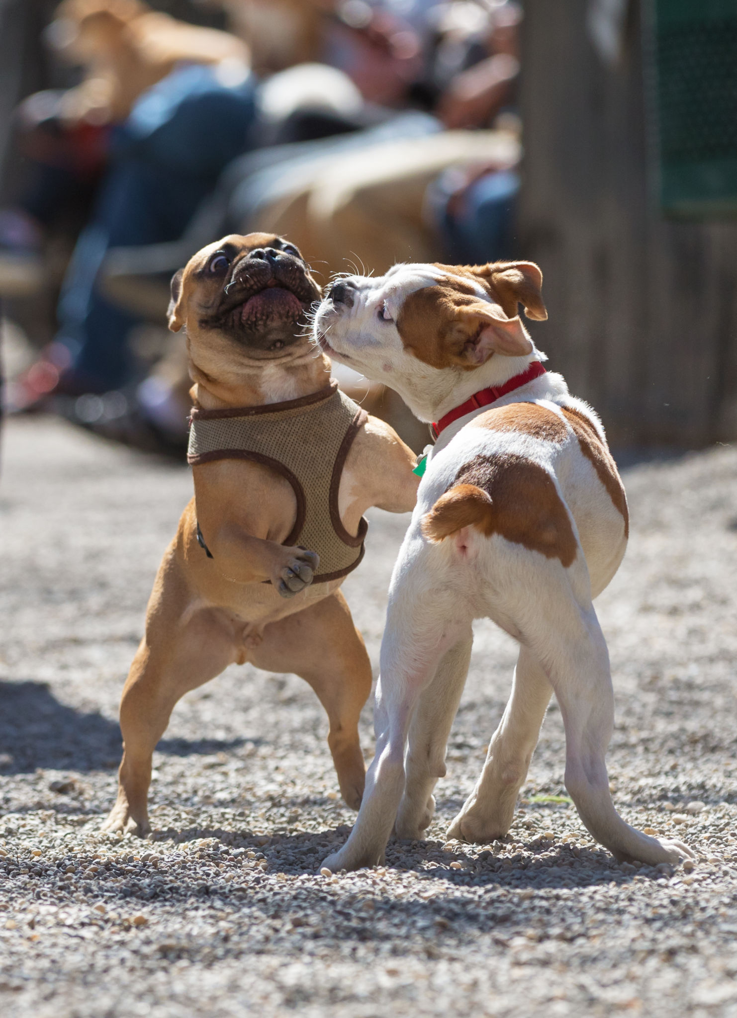 bulldog Puppies at play bulldog Puppies at play