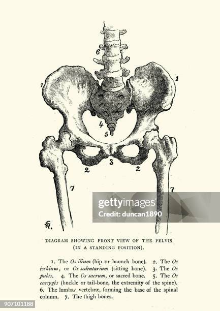 viktorianische diagramm des menschlichen beckens, 19. jahrhundert - medical diagram stock-grafiken, -clipart, -cartoons und -symbole