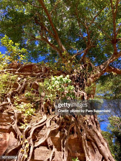 banyan tree growing on top of brick temple ruins, sambor prei kuk, cambodia - prei stock pictures, royalty-free photos & images