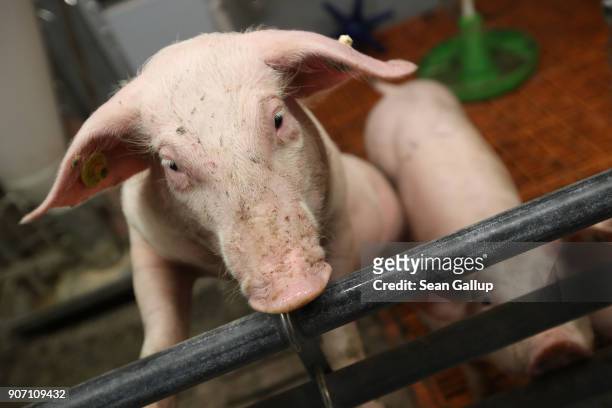 Pigs stand in a pen at the 2018 International Green Week agricultural trade fair on January 19, 2018 in Berlin, Germany. German authorities are...