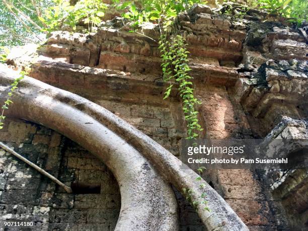 close-up of banyan tree roots growing on brick temple ruins, sambor prei kuk, cambodia - prei stock pictures, royalty-free photos & images