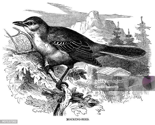 ilustraciones, imágenes clip art, dibujos animados e iconos de stock de mockingbird - mockingbird