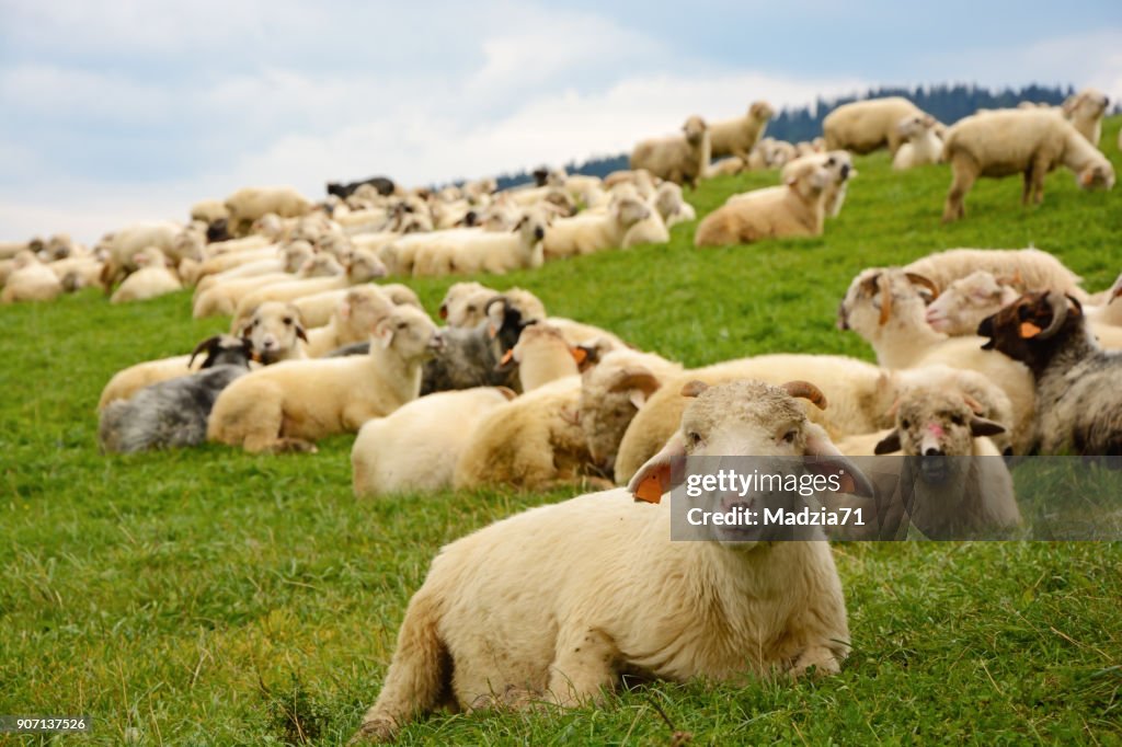 Sheeps