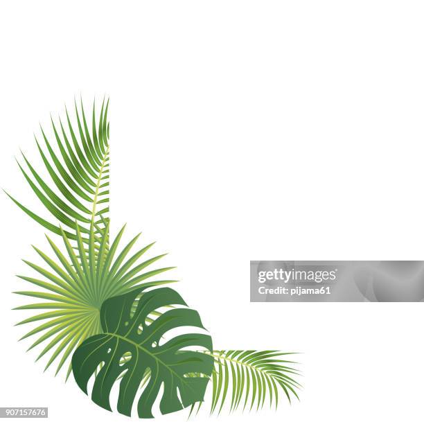 palm leaves border - palm tree border stock illustrations