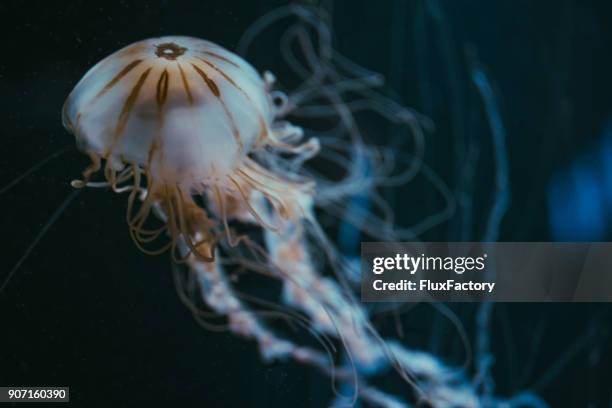 jellyfish in deep - north sea under water stock pictures, royalty-free photos & images