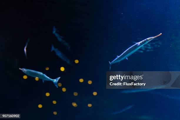 lange fische schwimmen im meer - salt water fish stock-fotos und bilder