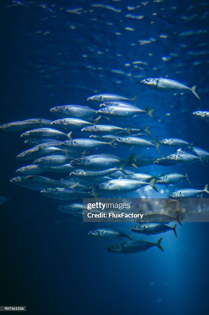 Water filled with fish