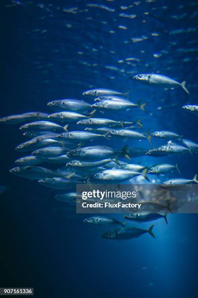 water filled with fish - atum animal imagens e fotografias de stock