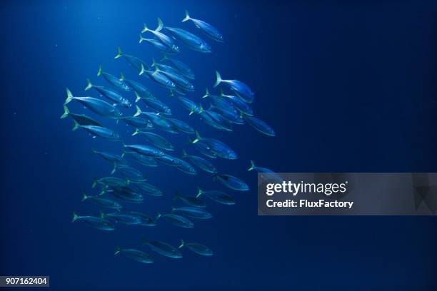 große blaue - fisch stock-fotos und bilder