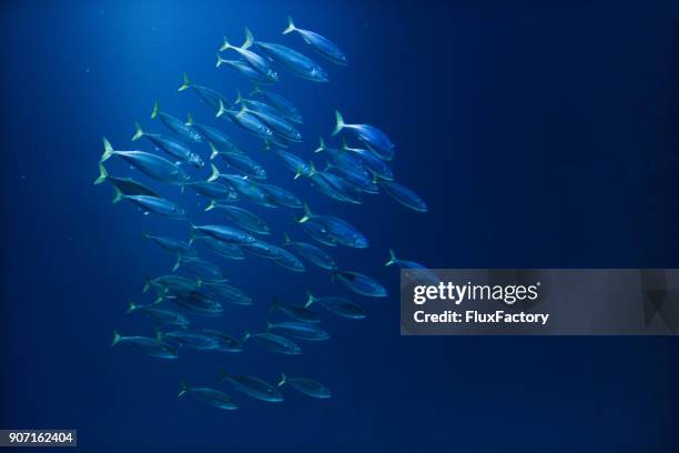 grande grande blu grande - fish sea water close up nobody foto e immagini stock