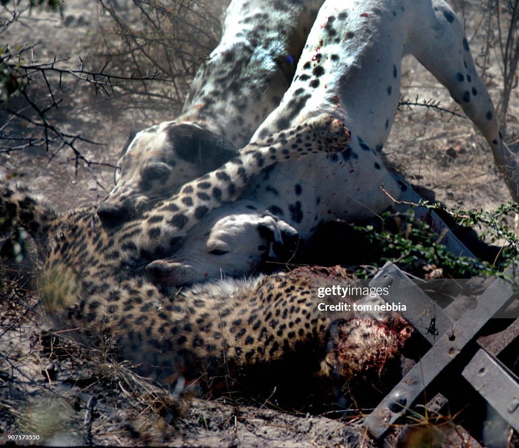 Dalmations Attack Leopard