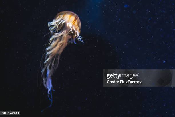 jellyfish in deep space - invertebrate stock pictures, royalty-free photos & images