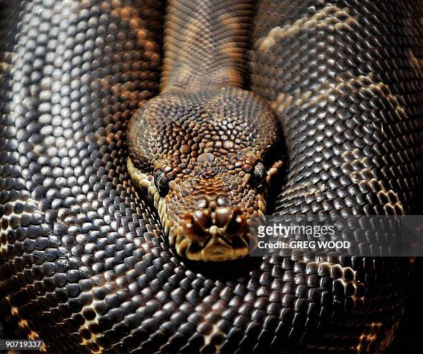 Centralian carpet python lies coiled at Sydney Wildlife World on September 11, 2009 which features Australian flora and fauna set amongst natural...
