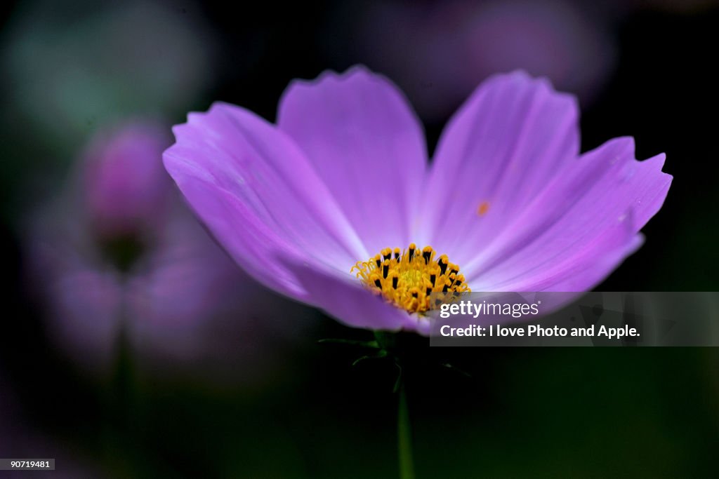 Cosmos bipinnatus