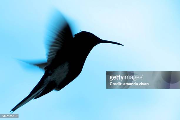 hummingbird - swift bird stock pictures, royalty-free photos & images