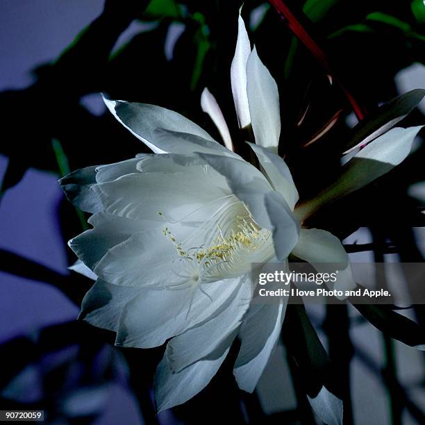 flower in the moonlight - månljus bildbanksfoton och bilder