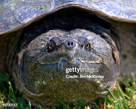 Common Snapping Turtle Common Snapping Turtle