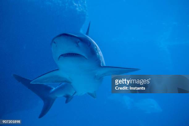 スイミング鮫の水中クローズ アップ。 - caribbean reef shark ストックフォトと画像