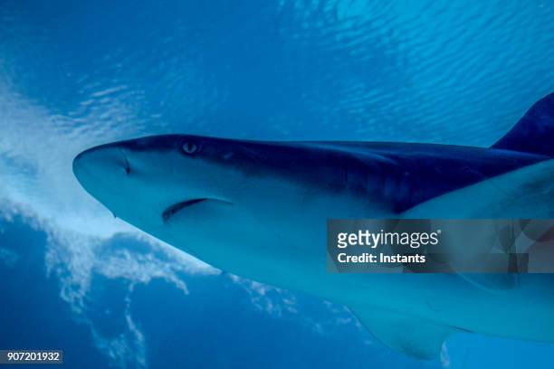underwater close-up of a swimming shark. - chondrichthyes stock pictures, royalty-free photos & images