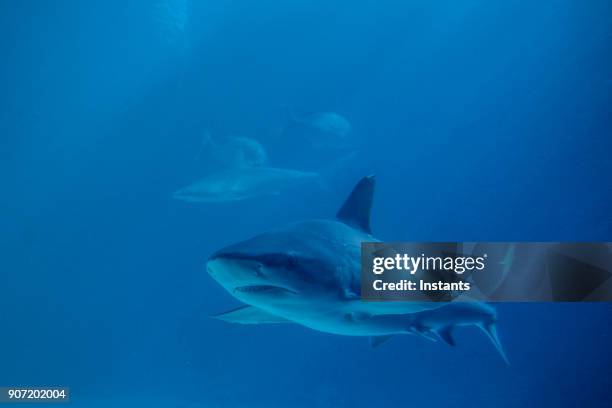 underwater close-up of a swimming shark. - chondrichthyes stock pictures, royalty-free photos & images