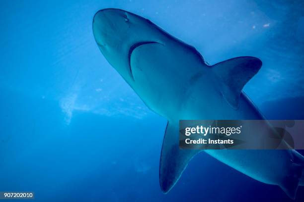 onderwater close-up van een haai zwemmen. - caribbean reef shark stockfoto's en -beelden