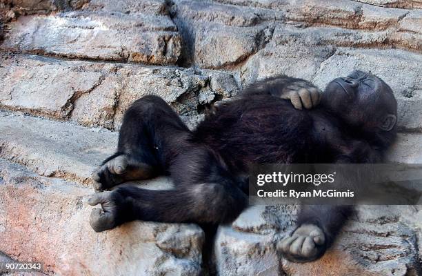 sleeping baby gorilla - 類人猿 ストックフォトと画像