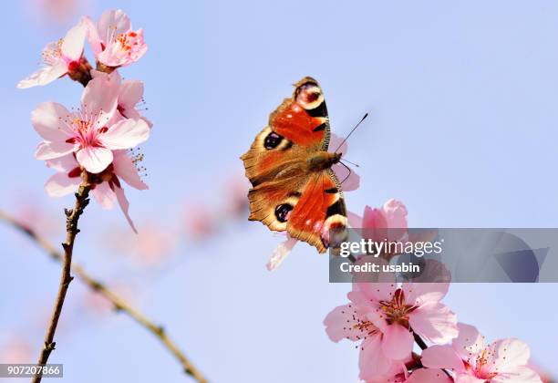 inachis io butterfly - arad county romania stock pictures, royalty-free photos & images