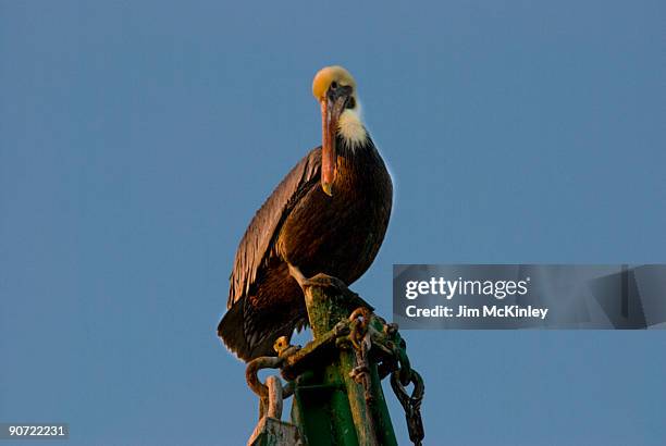 brown pelican - shrimp boat stockfoto's en -beelden