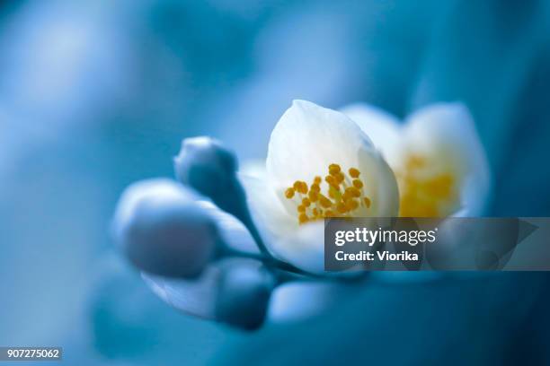 5,122 Blue Jasmine Stock Photos, High-Res Pictures, and Images