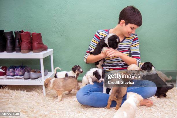 happy woman playing with puppies - multiple pets stock pictures, royalty-free photos & images