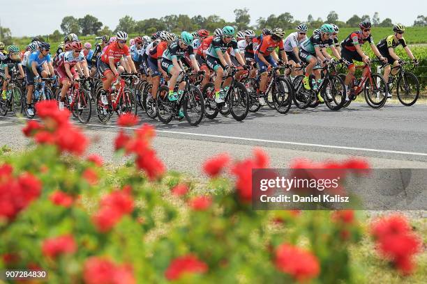 The peleton passes Main road in McLaren Vale during stage five of the 2018 Tour Down Under on January 20, 2018 in Adelaide, Australia.