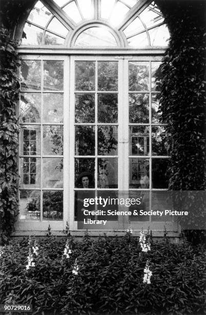 Elderly woman sitting in the window of a conservatory at Holland Park in London. Photographer Tony Ray-Jones created most of his images of the...