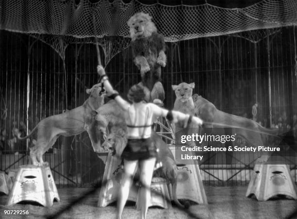 Woman lion tamer performing , 1910s. Woman lion tamer performing with circus lions, c 1910s.