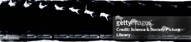 Chronophotograph made on moving film consisting of twelve frames showing a cat falling, taken by Etienne-Jules Marey . Marey, along with Muybridge,...
