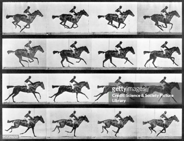 Photograph by Edweard James Muybridge , British-American photographer and pioneer of animal sequence photography. Muybridge photographed a horse...