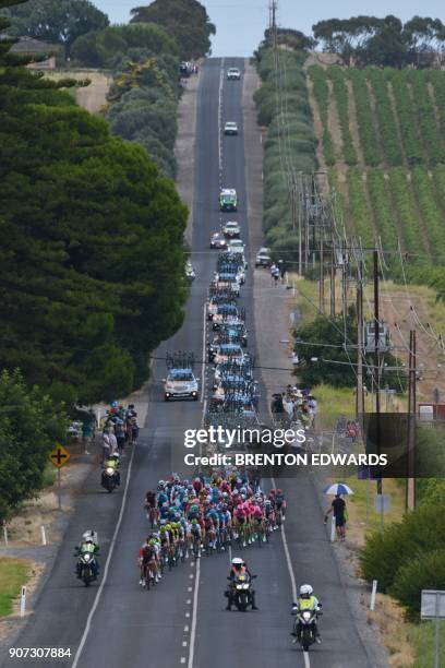 The peloton rides through the South Australian wine district of McLaren Vale on the fifth day of the Tour Down Under cycling race in Adelaide on...